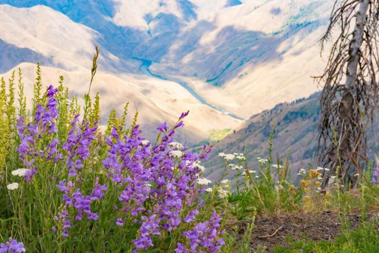 Penstemon venustus, Venus Penstemon, Venus Beardtongue, Purple Penstemon, Purple Beardtongue