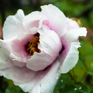 Peonies for bad weather, peonies for rain, peonies for heat, rain-proof peonies