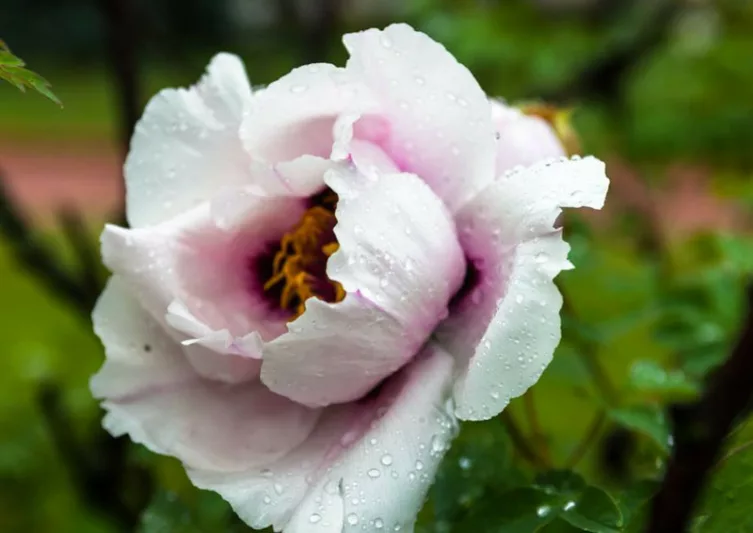 Peonies for bad weather, peonies for rain, peonies for heat, rain-proof peonies
