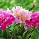No staking peonies, Peonies that do not require staking, peonies with no staking