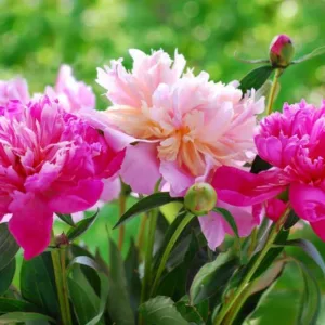 No staking peonies, Peonies that do not require staking, peonies with no staking