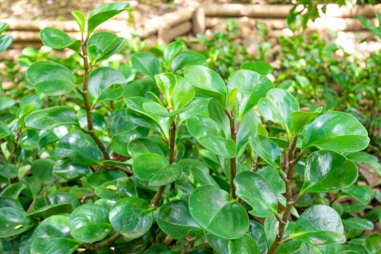 Peperomia obtusifolia, Baby Rubberplant, Baby Rubber Plant, American Rubber Plant, Pepper Face,, Florida Native Plant, Florida Native Perennial, Evergreen Perennial, House Plant