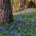 Vinca major, Greater Periwinkle, Vinca minor, Lesser Periwinkle