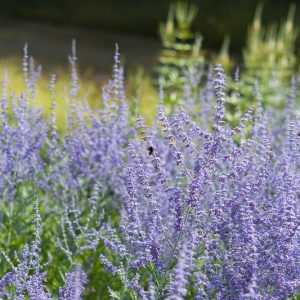 Perovskia 'Blue Spire',  Russian Sage 'Blue Spire', Perovskia atriplicifolia 'Blue Spire', Perovskia hybrida 'Blue Spire', Best performing perennial, Perovskia Blue Spire,Perovskia Little Spire, Russian Sage Blue Spire, Russian Sage Little Spire