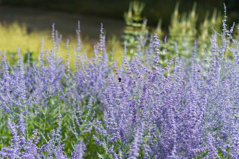 Perovskia 'Blue Spire',  Russian Sage 'Blue Spire', Perovskia atriplicifolia 'Blue Spire', Perovskia hybrida 'Blue Spire', Best performing perennial, Perovskia Blue Spire,Perovskia Little Spire, Russian Sage Blue Spire, Russian Sage Little Spire