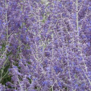 Perovskia 'Little Spire',  Russian Sage 'Little Spire', Perovskia atriplicifolia 'Little Spire', Perovskia hybrida 'Little Spire', Best performing perennial, Perovskia Blue Spire,Perovskia Little Spire, Russian Sage Blue Spire, Russian Sage Little Spire