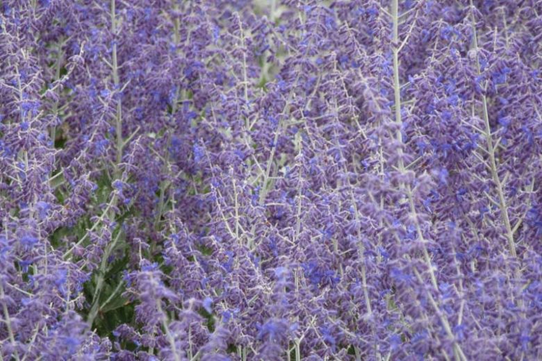 Perovskia 'Little Spire',  Russian Sage 'Little Spire', Perovskia atriplicifolia 'Little Spire', Perovskia hybrida 'Little Spire', Best performing perennial, Perovskia Blue Spire,Perovskia Little Spire, Russian Sage Blue Spire, Russian Sage Little Spire