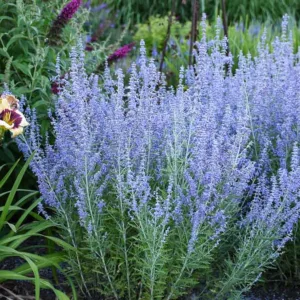 Perovskia 'Blue Jean Baby',  Russian Sage 'Blue Jean Baby', Perovskia atriplicifolia 'Blue Jean Baby', Blue Perennials, Drought Tolerant Flowers