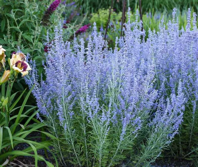 Perovskia 'Blue Jean Baby',  Russian Sage 'Blue Jean Baby', Perovskia atriplicifolia 'Blue Jean Baby', Blue Perennials, Drought Tolerant Flowers