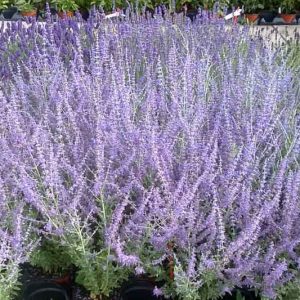 Perovskia 'Blue Steel',  Russian Sage 'Blue Steel', Perovskia atriplicifolia 'Blue Steel', Blue Perennials, Drought Tolerant Flowers