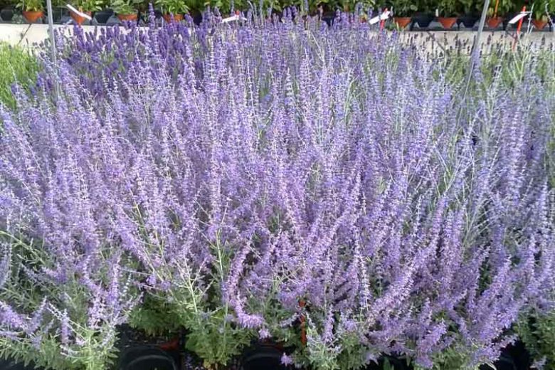 Perovskia 'Blue Steel',  Russian Sage 'Blue Steel', Perovskia atriplicifolia 'Blue Steel', Blue Perennials, Drought Tolerant Flowers