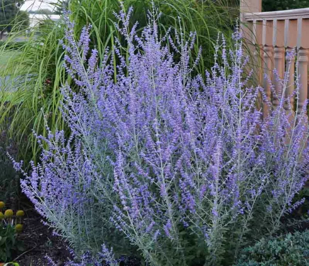 Perovskia 'Rocketman',  Russian Sage 'Rocketman', Perovskia atriplicifolia 'Rocketman', Blue Perennials, Drought Tolerant Flowers