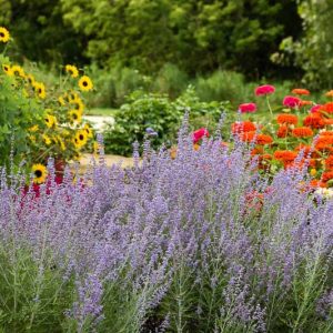 Perovskia 'Denim 'n Lace',  Russian Sage 'Denim 'n Lace', Perovskia atriplicifolia 'Denim 'n Lace', Russian Sage Denim 'n Lace, Blue Perennials