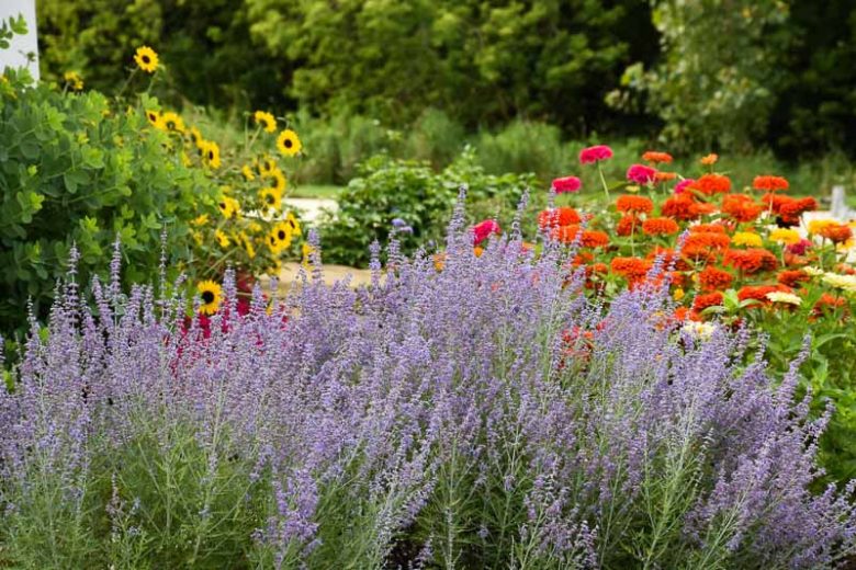 Perovskia 'Denim 'n Lace',  Russian Sage 'Denim 'n Lace', Perovskia atriplicifolia 'Denim 'n Lace', Russian Sage Denim 'n Lace, Blue Perennials