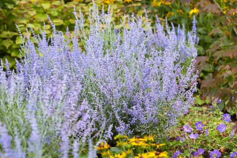 Perovskia Lacey Blue,  Russian Sage Lacey Blue, Perovskia 'Lisslitt'', Blue Perennials, Drought Tolerant Flowers