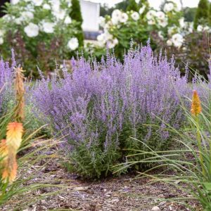 Perovskia 'Sage Advice',  Russian Sage 'Sage Advice', Perovskia atriplicifolia 'Sage Advice', Blue Perennials, Drought Tolerant Flowers