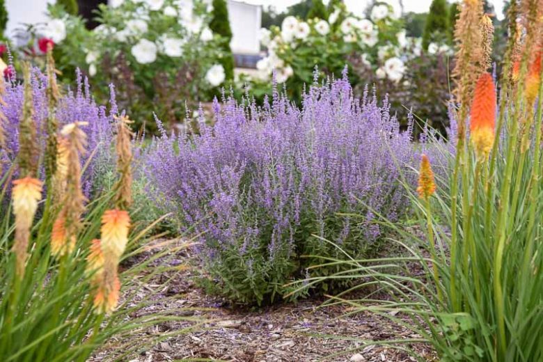 Perovskia 'Sage Advice',  Russian Sage 'Sage Advice', Perovskia atriplicifolia 'Sage Advice', Blue Perennials, Drought Tolerant Flowers