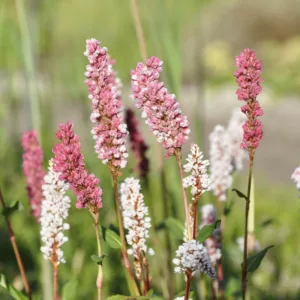 Persicaria affinis, Lesser Knotweed, East Indian Knotweed, Bistorta affinis, Polygonum affine, Pink Flowers