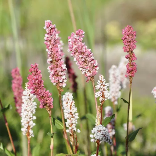 Persicaria affinis, Lesser Knotweed, East Indian Knotweed, Bistorta affinis, Polygonum affine, Pink Flowers