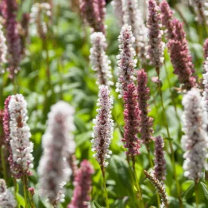 Persicaria affinis 'Superba', Lesser Knotweed 'Superba', East Indian Knotweed 'Superba', Bistorta affinis 'Superba', Polygonum affine 'Superba', Pink Flowers