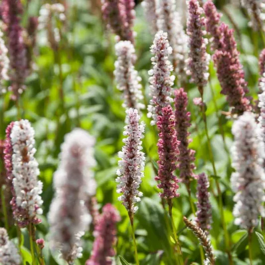 Persicaria affinis 'Superba', Lesser Knotweed 'Superba', East Indian Knotweed 'Superba', Bistorta affinis 'Superba', Polygonum affine 'Superba', Pink Flowers