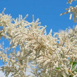 Persicaria polymorpha, Alpine Knotweed, Giant Fleeceflower, Polygonum alpinum, Polygonum polymorphum, Persicaria alpina, Fall perennial, Summer Perennial
