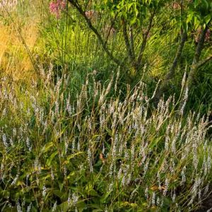 Mountain Fleece 'Alba', Knotweed 'Alba', Bistort 'Alba', Polygonum Amplexicaule 'Alba', Fall perennial, Summer Perennial