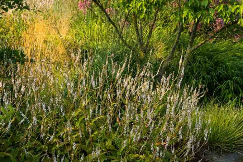 Mountain Fleece 'Alba', Knotweed 'Alba', Bistort 'Alba', Polygonum Amplexicaule 'Alba', Fall perennial, Summer Perennial