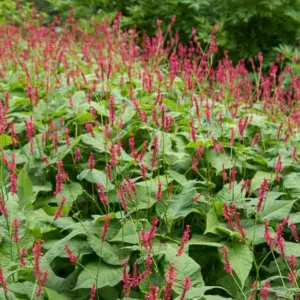 Mountain Fleece 'Blackfield', Knotweed 'Blackfield', Bistort 'Blackfield', Polygonum Amplexicaule 'Blackfield', Fall perennial, Summer Perennial,