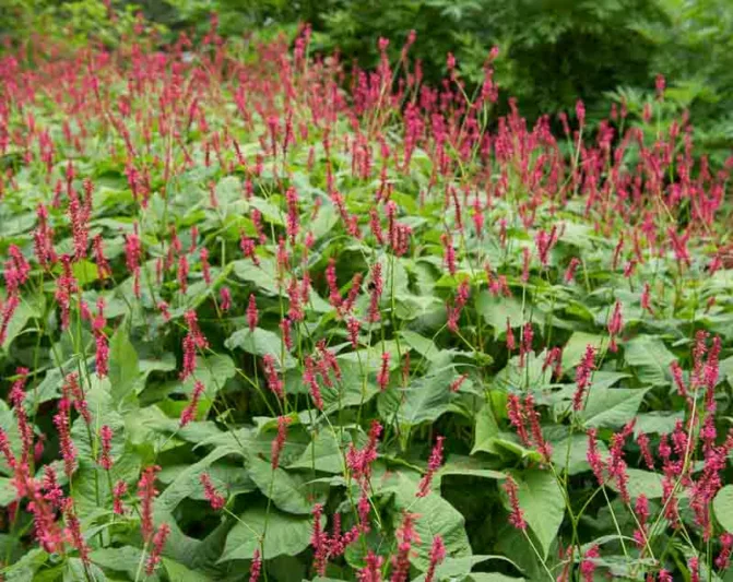 Mountain Fleece 'Blackfield', Knotweed 'Blackfield', Bistort 'Blackfield', Polygonum Amplexicaule 'Blackfield', Fall perennial, Summer Perennial,