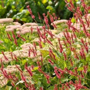 Mountain Fleece 'Taurus', Knotweed 'Taurus', Bistort 'Taurus', Polygonum Amplexicaule 'Taurus', Fall perennial, Summer Perennial, Persicaria amplexicaulis 'Blotau'