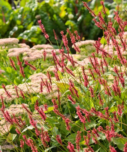 Mountain Fleece 'Taurus', Knotweed 'Taurus', Bistort 'Taurus', Polygonum Amplexicaule 'Taurus', Fall perennial, Summer Perennial, Persicaria amplexicaulis 'Blotau'