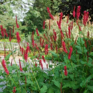 Persicaria amplexicaulis 'Atrosanguinea', Mountain Fleece 'Atrosanguinea', Knotweed 'Atrosanguinea', Bistort 'Atrosanguinea', Polygonum Amplexicaule 'Atrosanguinea', Fall perennial, Summer Perennial