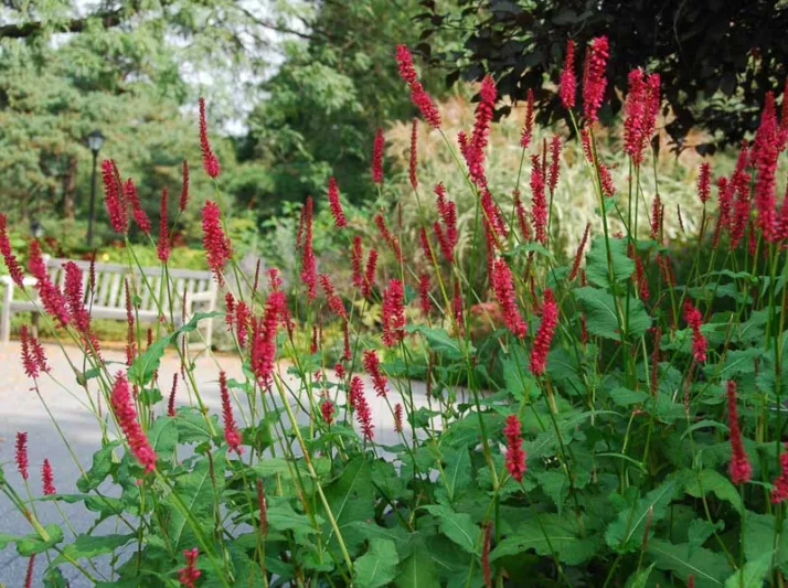 Persicaria amplexicaulis 'Atrosanguinea', Mountain Fleece 'Atrosanguinea', Knotweed 'Atrosanguinea', Bistort 'Atrosanguinea', Polygonum Amplexicaule 'Atrosanguinea', Fall perennial, Summer Perennial