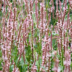 Persicaria Amplexicaulis 'Rosea', Mountain Fleece 'Rosea', Knotweed 'Rosea', Bistort 'Rosea', Polygonum Amplexicaule ''Rosea', Perennial Plants, Perennial Plant, Summer Perennial, Fall Perennial