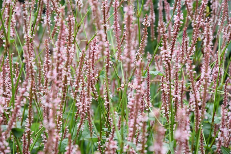 Persicaria Amplexicaulis 'Rosea', Mountain Fleece 'Rosea', Knotweed 'Rosea', Bistort 'Rosea', Polygonum Amplexicaule ''Rosea', Perennial Plants, Perennial Plant, Summer Perennial, Fall Perennial
