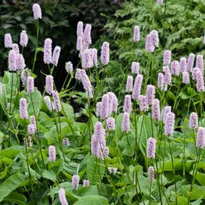 Persicaria Bistorta 'Superba', Bistort 'Superba', Knotweed 'Superba', Adderwortel, Polygonum Bistorta 'Superbum', Shade plants, shade perennial, pink flowers, plants for shade, deer resistant plants, deer resistant perennials