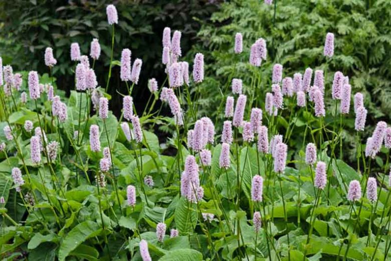 Persicaria Bistorta 'Superba', Bistort 'Superba', Knotweed 'Superba', Adderwortel, Polygonum Bistorta 'Superbum', Shade plants, shade perennial, pink flowers, plants for shade, deer resistant plants, deer resistant perennials