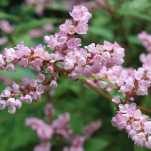 Persicaria campanulata,  Lesser Knotweed, Persicaria campanulata pale pink, Polygonum campanulatum, Pink Flowers, Fall perennial, Summer Perennial, Fall Flowers