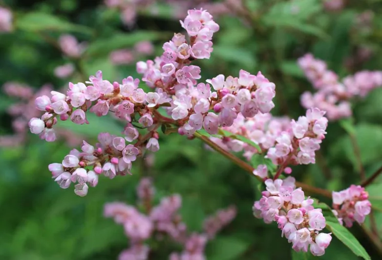 Persicaria campanulata,  Lesser Knotweed, Persicaria campanulata pale pink, Polygonum campanulatum, Pink Flowers, Fall perennial, Summer Perennial, Fall Flowers