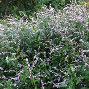 Persicaria odorata, Asian Mint, Vietnamese Coriander, Asian Mint, Rau Ram, Vietnam Mint, Polygonum odoratum, Pink Flowers