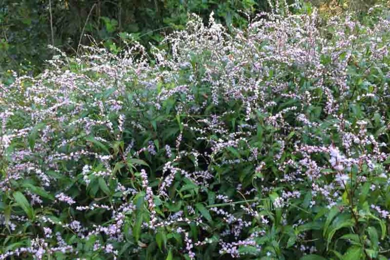Persicaria odorata, Asian Mint, Vietnamese Coriander, Asian Mint, Rau Ram, Vietnam Mint, Polygonum odoratum, Pink Flowers