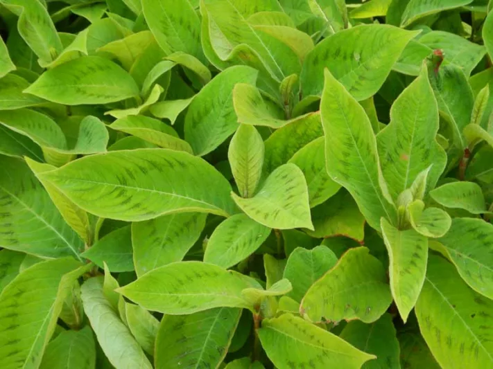 Persicaria virginiana, Knotweed, Polygonum virginianum, Tovara virginiana, Fall perennial, Summer Perennial