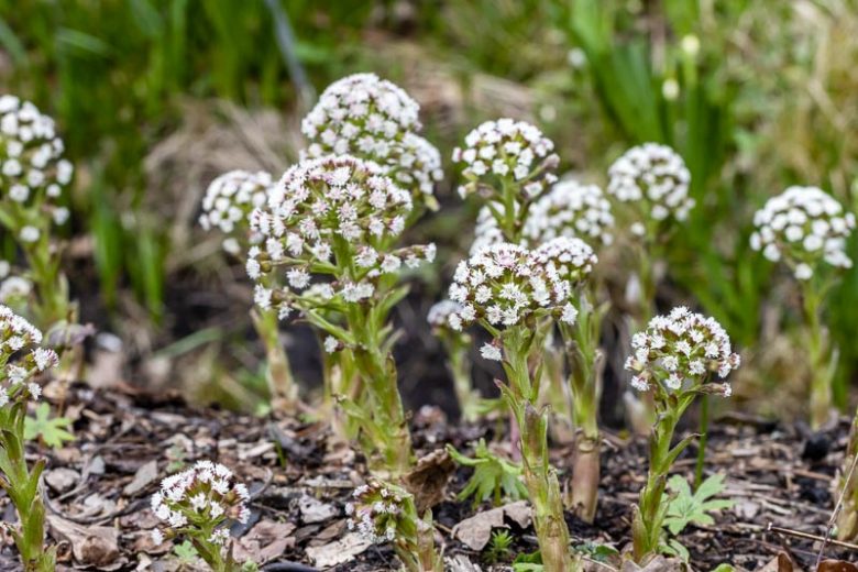 Petasites frigidus var. palmatusa, Arctic Sweet Coltsfoot, Palmate Coltsfoot, Palmate Butterbur, Western Coltsfoot,, California Native Plants, California Native Perennial, White flowers