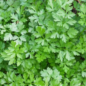 Parsley, Italian Parsley, Flat Leaf Parlsey, Petroselinum crispum, Herb