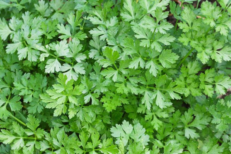 Parsley, Italian Parsley, Flat Leaf Parlsey, Petroselinum crispum, Herb