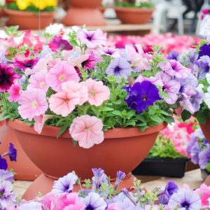 Petunia, Annual Flowers, Grandiflora petunia, Multiflora petunia, Wave petunia,  Spreading petunia, Dwarf petunia, Specialty petunia, Easy Wave petunia