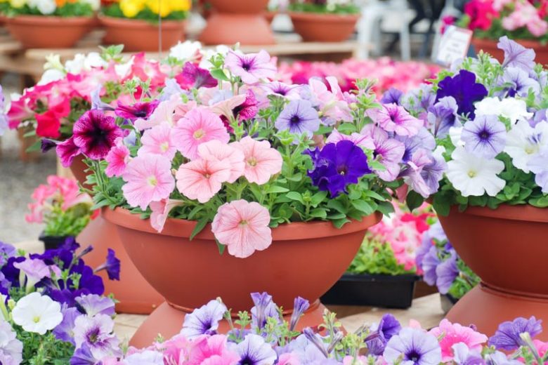 Petunia, Annual Flowers, Grandiflora petunia, Multiflora petunia, Wave petunia,  Spreading petunia, Dwarf petunia, Specialty petunia, Easy Wave petunia