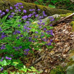 Phacelia bipinnatifida, Fernleaf Phacelia, Fernleaf Scorpion Weed, Spotted Phacelia, Loose-flowered Phacelia, Phacelia bipinnatifida var. plummeri, Phacelia brevistyla, Blue Flowers, Blue annuals
