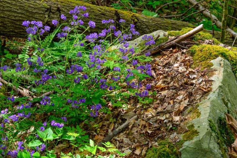 Phacelia bipinnatifida, Fernleaf Phacelia, Fernleaf Scorpion Weed, Spotted Phacelia, Loose-flowered Phacelia, Phacelia bipinnatifida var. plummeri, Phacelia brevistyla, Blue Flowers, Blue annuals